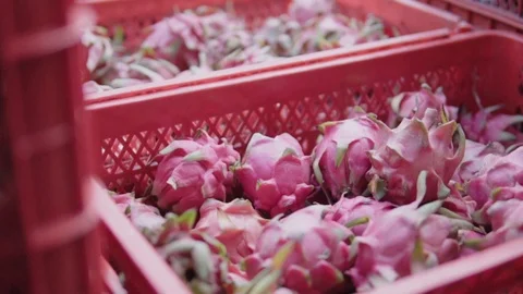 Slide along the box of fresh and exotic dragon fruit, harvested in garden at the Stock Footage 85724285