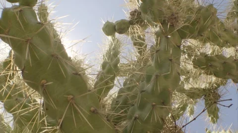 Slide along a cactus against the sun Stock Footage 277209217