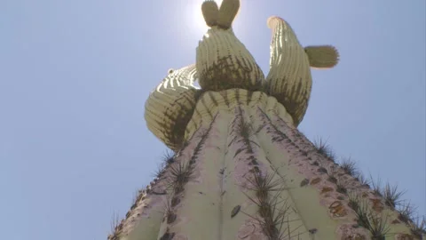 Slide along a cactus against the sun Stock Footage 277209258