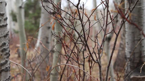Slide up Aspen Grove Video stock 39884630
