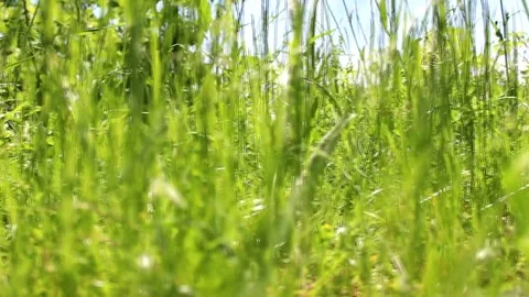 Slide between grass Stock Footage 76307105