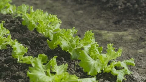 Slide Camera Movement of Vegetable Growing Green Lettuce Garden Stock Footage 153578982