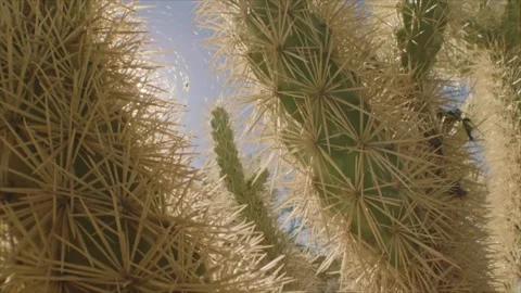 Slide down a cactus in the Sonoran desert Stock Footage 277209210