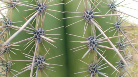 Slide down a cactus in the Sonoran desert Stock Footage 277209249
