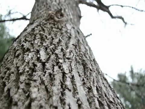 Slide down Tree Видео 20495959