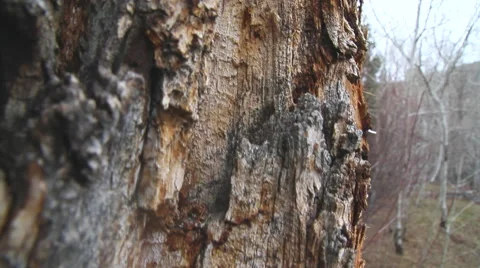 Slide Down Tree Reveal to River Video stock 40203872