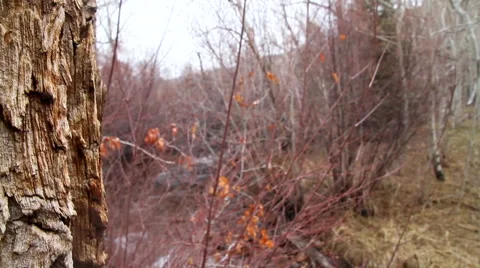 Slide Down Tree to River 2 Video stock 40203836