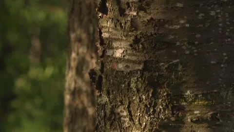 Slide Down a Tree Trunk Stock Footage 314851226