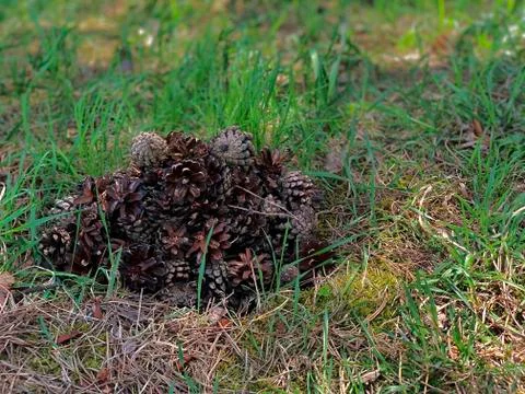 A slide of folded pine cones left on the grass. Stock Photos