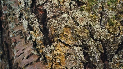Slide from the left to the right from old, gnarled bark Stock Footage 71183094