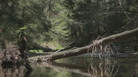 Slide From Left to Right of River Stock Footage 62545868