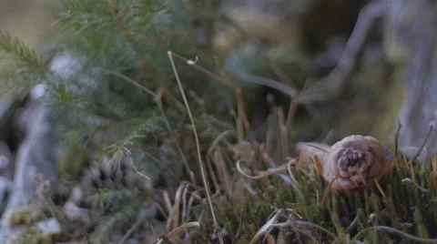 Slide in a mountain wood environment Видео 49894729