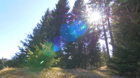 Slide in a mountain wood environment Stock-Footage 49895458