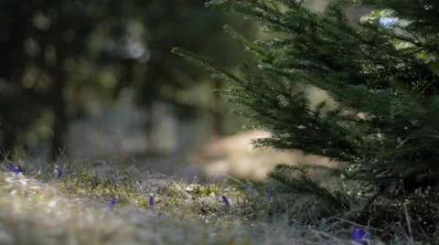 Slide in a mountain wood environment Stock-Footage 49895651