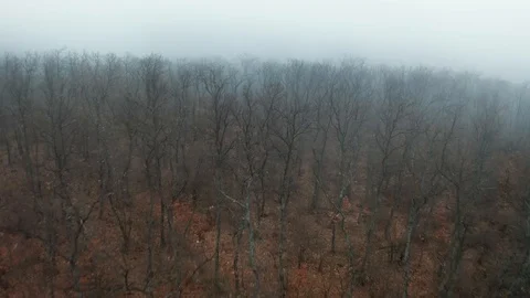 Slide movement over trees in a forest in the mountains on a gray foggy Stock Footage 101880651