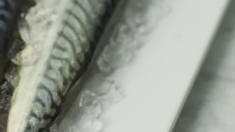 Slide over mackerel fish on ice showing skin pattern Stock Footage 87720684