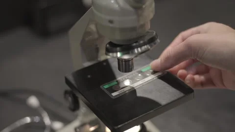 Slide prepared for microscope Stock Footage 310629453