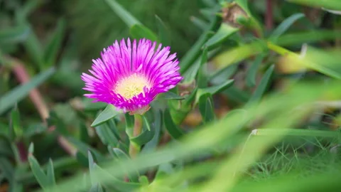 SLIDE TO PURPLE FLOWER 스톡 동영상 163076893