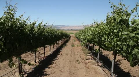 Slide rail shot of rows of wine grapes Stock Footage 21552561