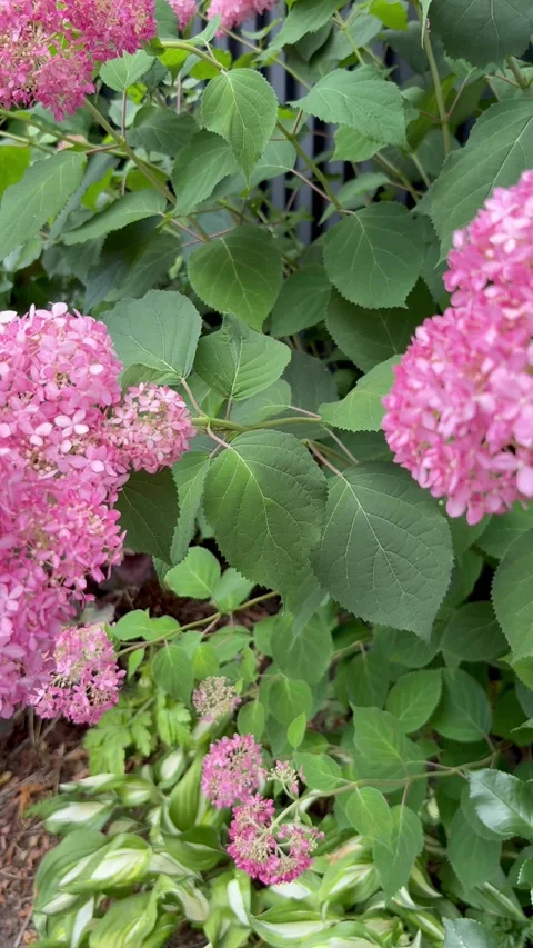 Slide shot of blooming pink Annabelle hydrangeas Stock Footage 313652353
