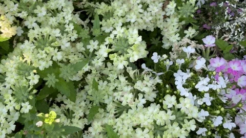 Slide shot from light green-beige verbenas to light pink verbenas Stock Footage 312654682