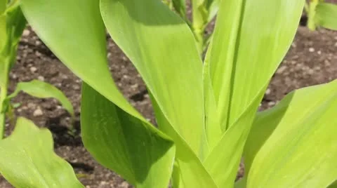 Slide shot of maize plants Video stock 11384689