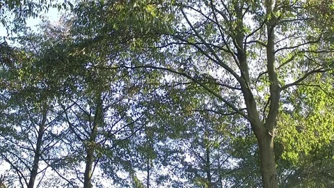 Slide shot trees in forest, HD motorized time lapse clip, high dynamic range Stock Footage 98540873