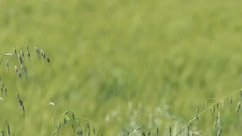Slide shot in a wheat field with soft wind Video stock 131331261