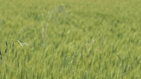Slide shot in a wheat field with soft wind Stock-Footage 131331366