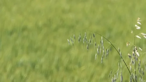Slide shot in a wheat field with soft wind Stock Footage 131331635