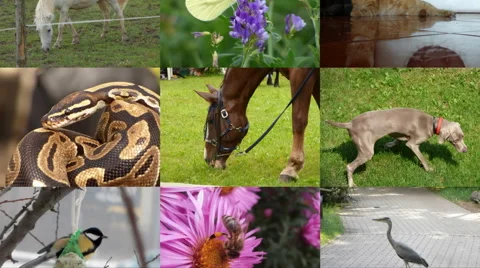 Slide show animals seamless loop video Stock Footage 66808685