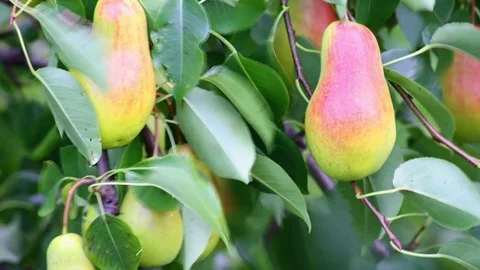 Slide show on the theme of fruit, nature, hobbies and subjects. Stock After Effects
