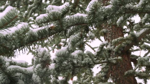 Slide into a Snowcapped Pine Tree Video stock 40203267