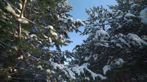 Slide from snowy trees in forest Video stock 230916644