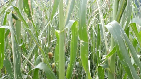 Slide through destroyed corn field by hail, heavy weather, natural catastrophe. Vidéo 159073515