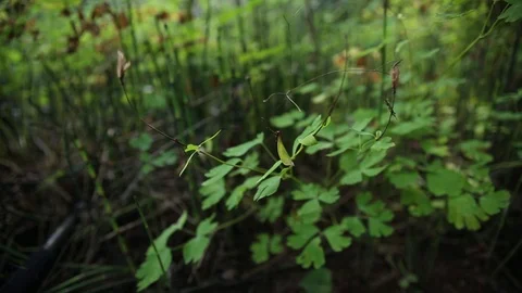 Slide through forest of young bamboo Stock Footage 93996265