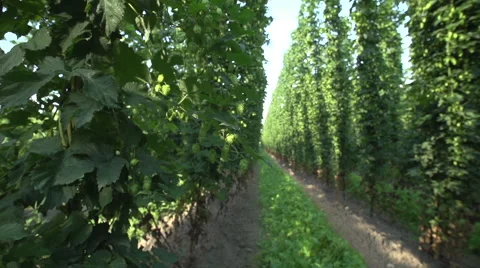 Slide through hop field Vidéo 46846107