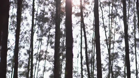 Slide through the pine trees in the forest at sunset. Stock Footage 186922869