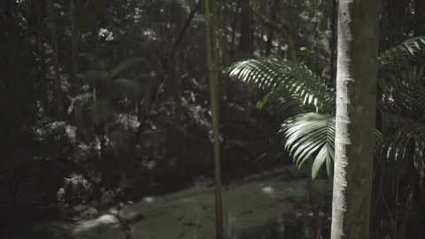 Slide through rainforest 25fps SLOG2 4k 動画素材 88064545