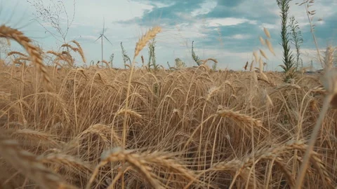 Slide Through The Wheat Field. Blue Sky And Windmill On The Background Stock Footage 141820959