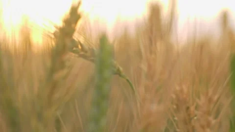 Slide through the wheat field Stock Footage 156642591