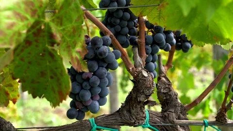 Slide towards grapes on vineyard Video stock 116659553