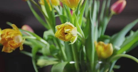 Slide into Tulips Stockbeeldmateriaal 76111500