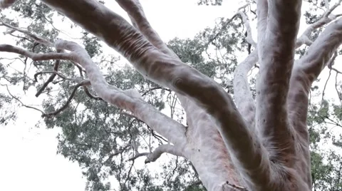 Slide in under Australian gum 動画素材 57473389