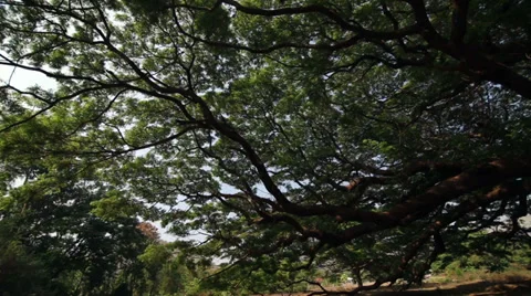 Slide video of old big tree Stock Footage 37112951