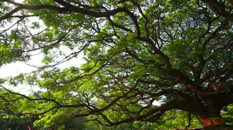 Slide video of old big tree at Kanchanaburi Stock Footage 37113007