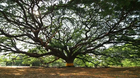 Slide video of old big tree at Kanchanaburi Видео 38808189