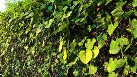 A slide view capturing an Ipomea plant gracefully cascading down a mesh fence Stock Footage 321861698