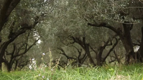 Slidecam in a olive tree field Stock Footage 55878190