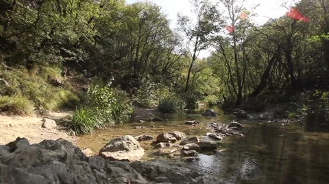 Slidecam on a small torrent with vegetation Stock Footage 55878298